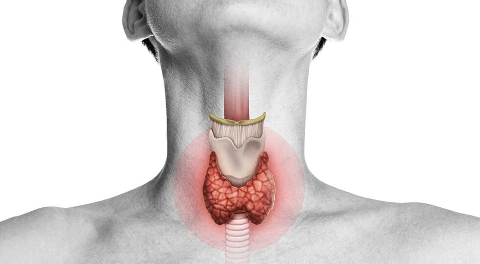 Thyroid gland in human body on white.